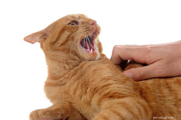Understanding Why Your Cat Bites and Scratches: Expert Insights & Solutions