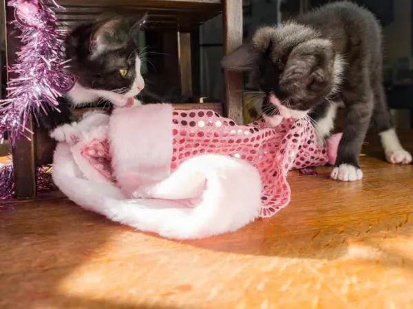 Why Is My Cat Chewing Clothes? Understanding Feline Behavior and Solutions