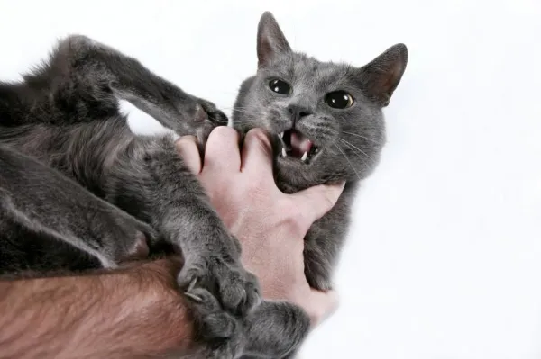 Understanding Why Your Cat Bites and Scratches: Expert Insights & Solutions