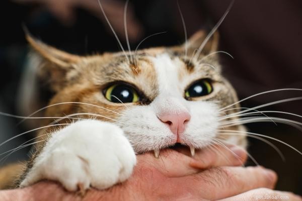 Why Does Your Cat Attack You? Causes, Signs, and How to Stop It