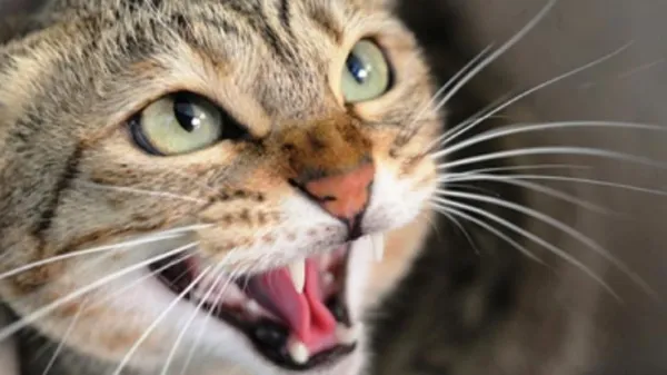 Why Does Your Cat Attack You? Causes, Signs, and How to Stop It