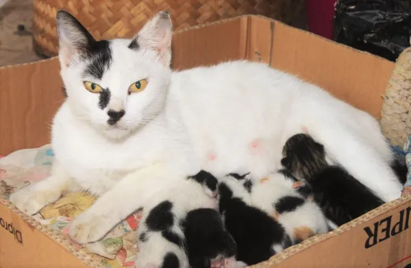 Why Does Your Cat Attack You? Causes, Signs, and How to Stop It