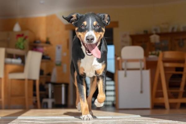 Why Is My Dog Restless? Proven Tips to Calm Your Furry Friend