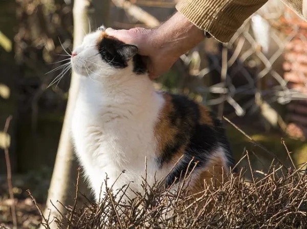 Transform Your Cat s Social Skills: Proven Tips to Encourage Friendly Behavior