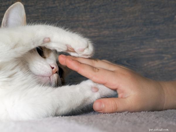Transform Your Cat s Social Skills: Proven Tips to Encourage Friendly Behavior