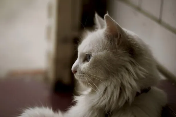 Understanding Cat Separation Anxiety: Causes, Symptoms, and Effective Treatments