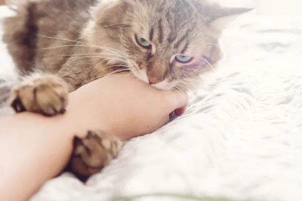 Why Your Cat Bites You While Sleeping and How to Stop It