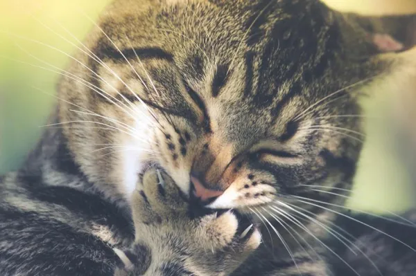 Understanding Cat Separation Anxiety: Causes, Symptoms, and Effective Treatments