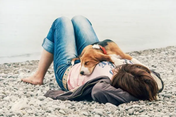 Stop Your Dog from Destroying Toys: Proven Strategies to Keep Your Home Intact