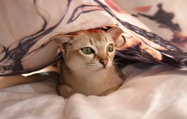 Stop Your Cat From Climbing Furniture: Causes, Prevention, & Solutions