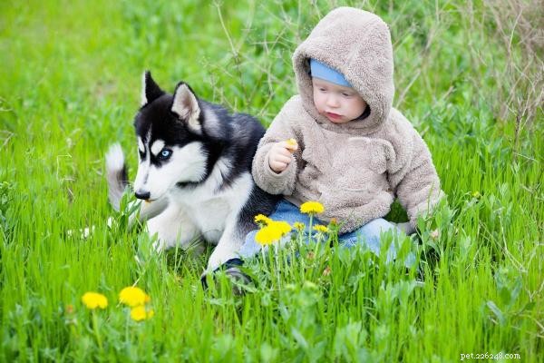 What to Do If Your Puppy Bites Your Child: Safe Solutions & Prevention Tips