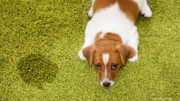 Indoor Marking in Dogs: Causes & Proven Solutions