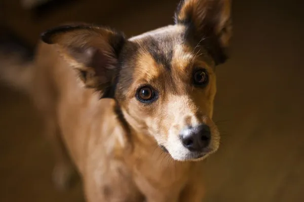 Indoor Marking in Dogs: Causes & Proven Solutions
