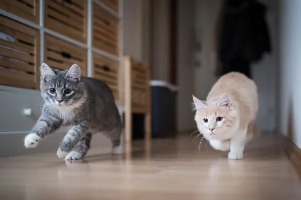 Why Does One Cat Steal Food From Another? Tips to Stop the Stealing