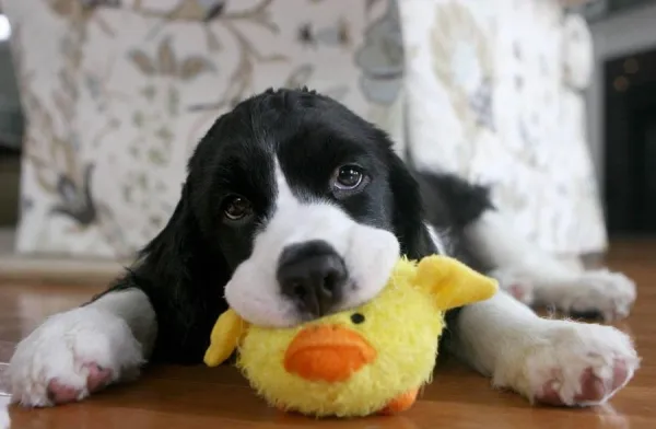 What to Do If Your Puppy Bites Your Child: Safe Solutions & Prevention Tips