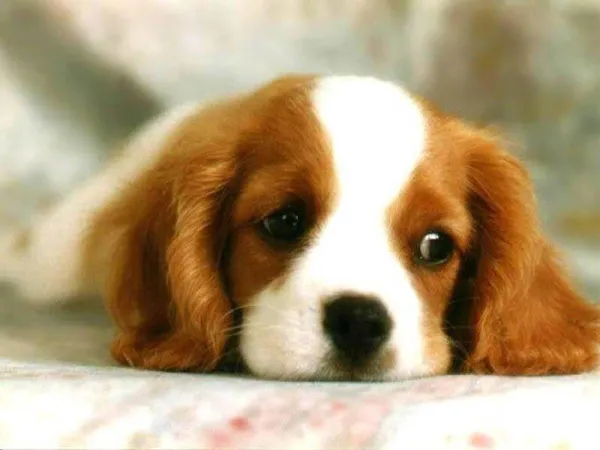 What to Do If Your Puppy Bites Your Child: Safe Solutions & Prevention Tips