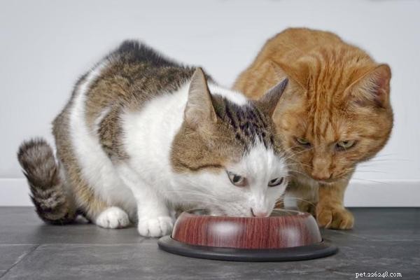 Why Does One Cat Steal Food From Another? Tips to Stop the Stealing