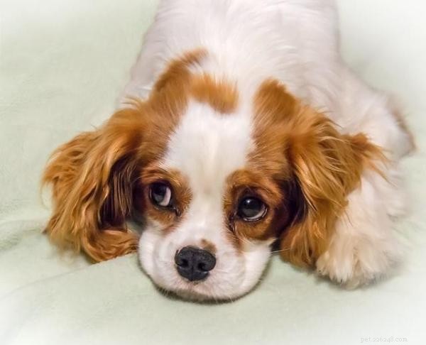 Positive Discipline Techniques for Puppies: Stop Biting & Bad Behavior Effectively