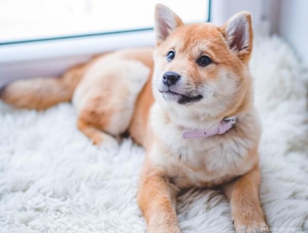 Safe & Simple Guide: How to Leave Your Puppy Alone—Training Tips & Timing