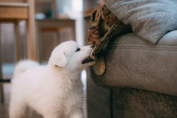 Positive Discipline Techniques for Puppies: Stop Biting & Bad Behavior Effectively