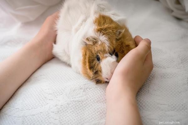 Guinea Pig Bites: Causes & Effective Prevention Tips