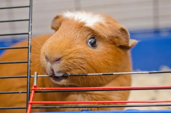 Guinea Pig Bites: Causes & Effective Prevention Tips