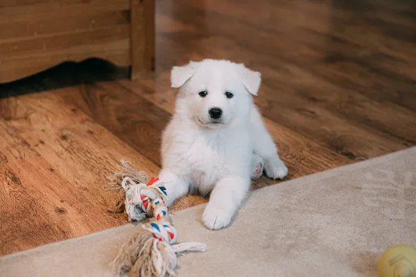 Positive Discipline Techniques for Puppies: Stop Biting & Bad Behavior Effectively