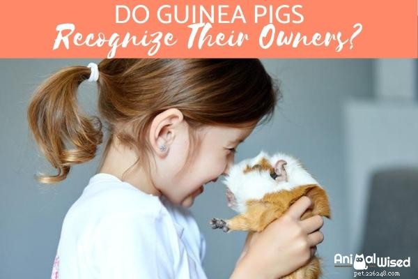Can Guinea Pigs Recognize Their Owners? Exploring the Human‑Pet Connection
