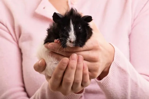 Can Guinea Pigs Recognize Their Owners? Exploring the Human‑Pet Connection