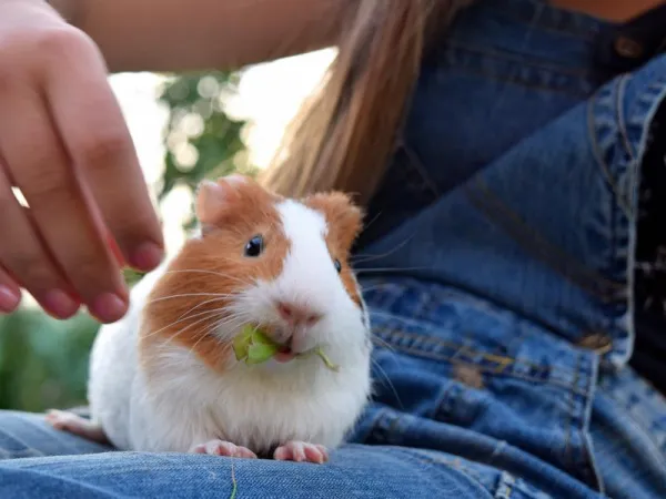 Can Guinea Pigs Recognize Their Owners? Exploring the Human‑Pet Connection