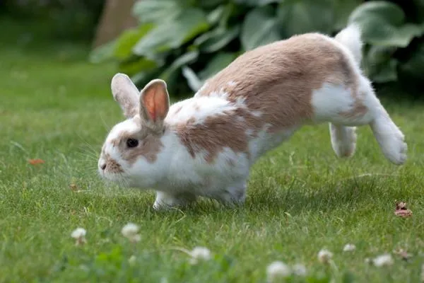 Why Your Rabbit Keeps Biting Its Cage: Causes & Solutions