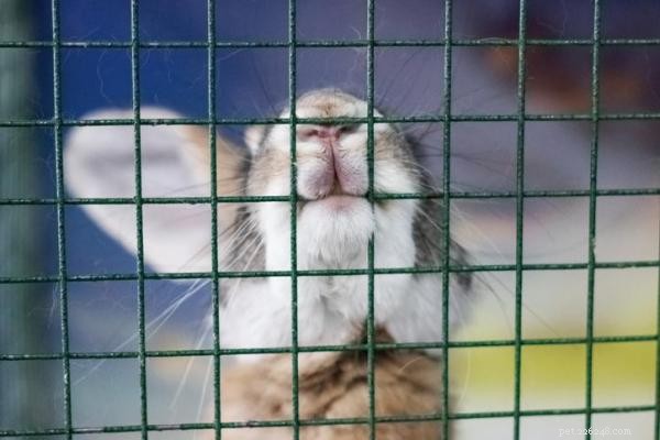 Why Your Rabbit Keeps Biting Its Cage: Causes & Solutions
