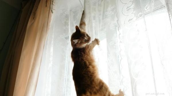 Prevent Your Cat from Climbing Curtains, Walls, and Furniture: Proven Strategies