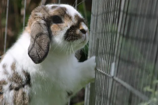 Why Your Rabbit Keeps Biting Its Cage: Causes & Solutions