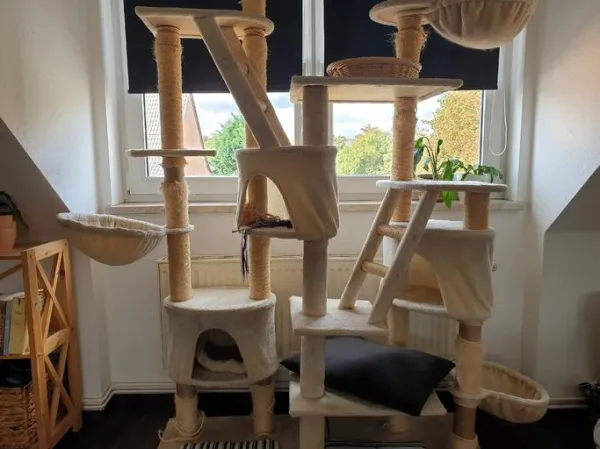 Prevent Your Cat from Climbing Curtains, Walls, and Furniture: Proven Strategies