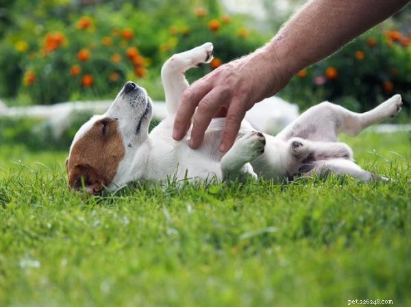 Why Dogs Love Belly Rubs: The Science Behind Their Sweet Request