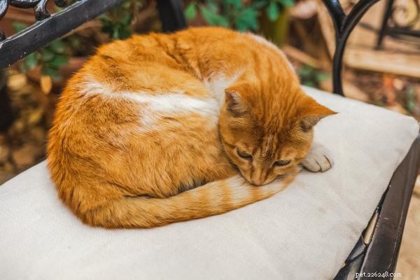 Why Cats Avoid Tail Touch: Understanding Their Sensitivities