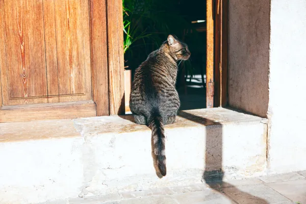 Why Cats Avoid Tail Touch: Understanding Their Sensitivities