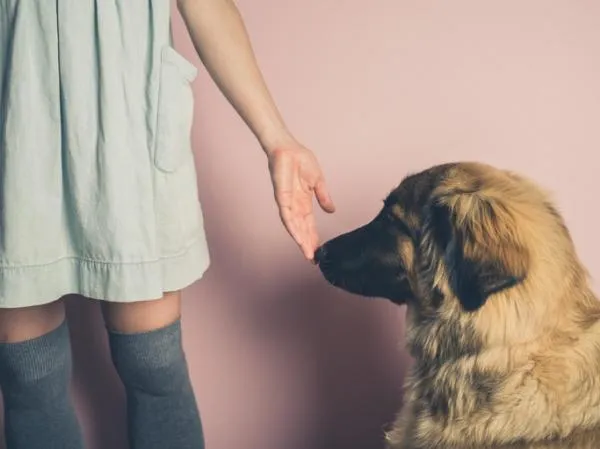 Why Dogs Love Belly Rubs: The Science Behind Their Sweet Request