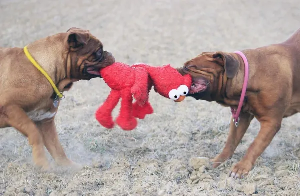 12 Types of Dog Aggression – What Owners Need to Know