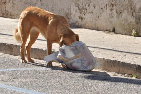 Why Does My Dog Keep Entering the Trash? 5 Solutions & Prevention Tips