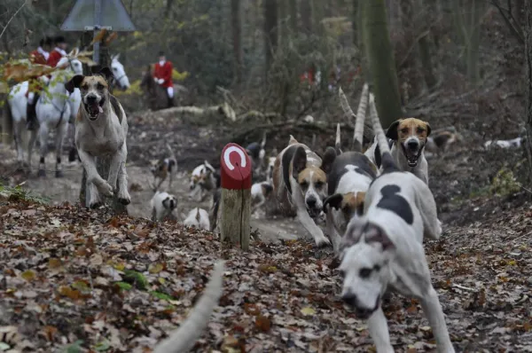 12 Types of Dog Aggression – What Owners Need to Know