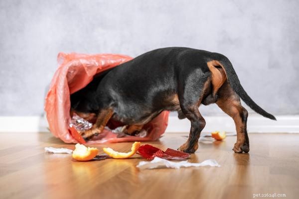 Why Does My Dog Keep Entering the Trash? 5 Solutions & Prevention Tips