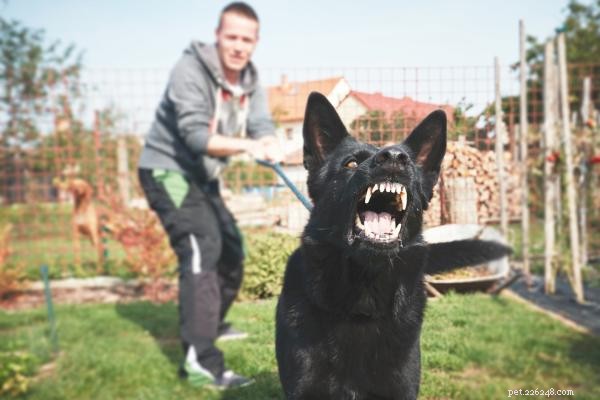 How to Manage a Dog That Is Overprotective of Its Owner