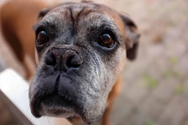 How to Manage a Dog That Is Overprotective of Its Owner