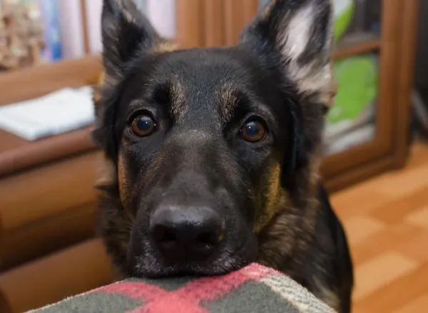 Why Does Your Dog Stare at You While You Sleep? Insights & Solutions