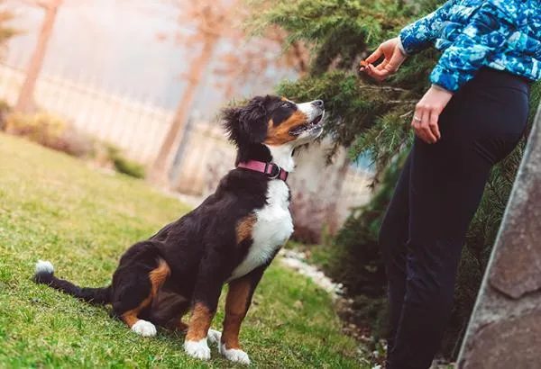 Understanding Why Dogs Roll in Poop—and How to Stop It