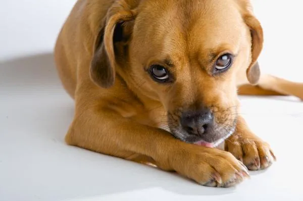 Why Dogs Lick Your Feet: Insights into Their Behavior and Bond