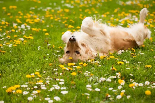 Understanding Why Dogs Roll in Poop—and How to Stop It