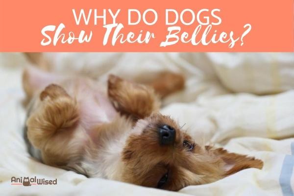 Why Does My Dog Show Its Belly? Understanding the Trust Behind Belly Rubs